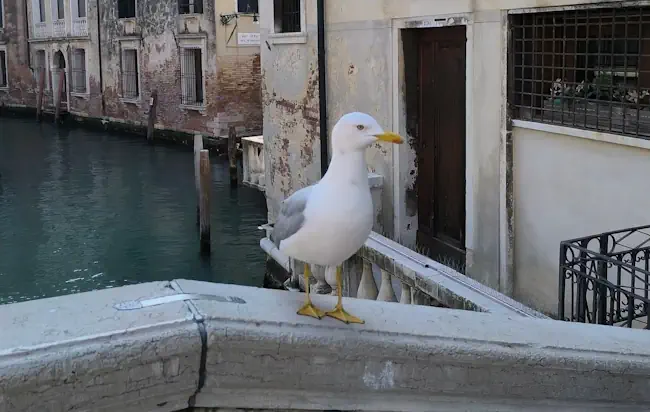 Cocai ~ Friggiamo la passione